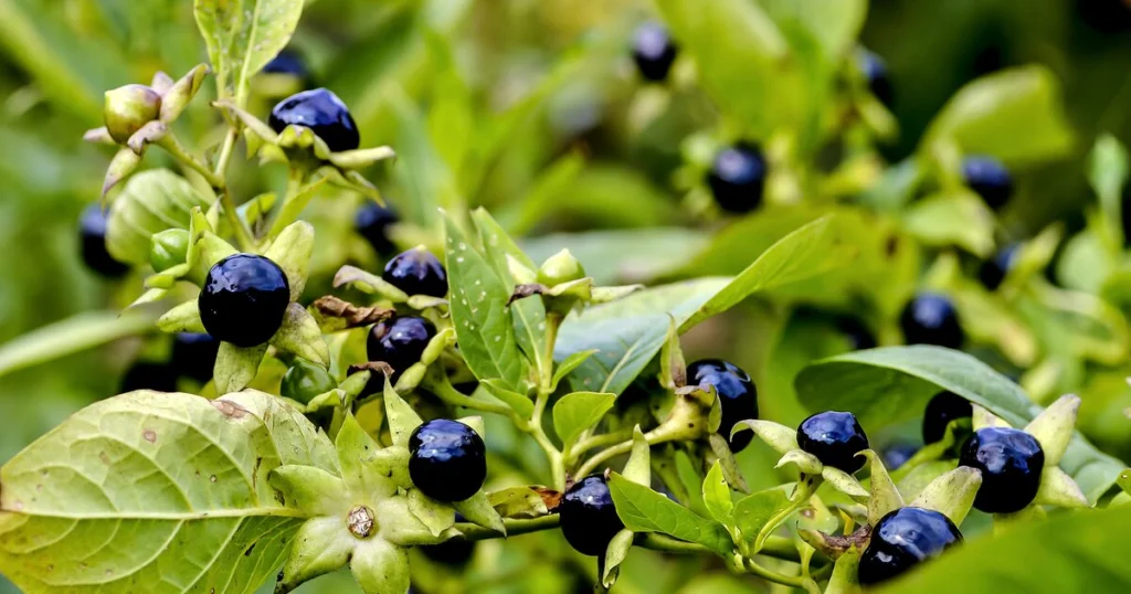 Nachtschattenlähmung – Ursachen, Mythen und medizinische Einordnung eines missverstandenen Phänomens Nachtschattenlähmung